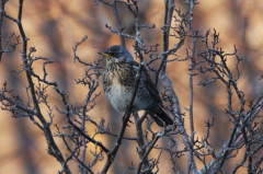 Fieldfare