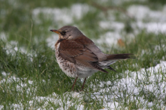 Fieldfare