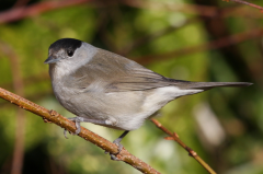 Blackcap