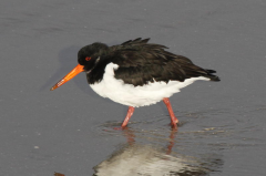 Oystercatcher