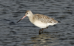 Bar-tailed Godwit