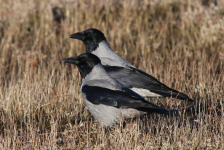 Hooded Crows