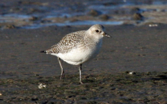 Grey Plover