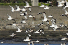 Bar-tailed Godwiits