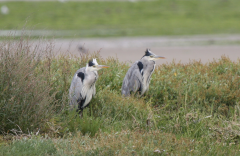 Grey Heron