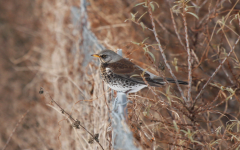 Fieldfare