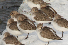 Dunlins roosting