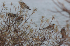 Fieldfares