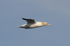 Gannet