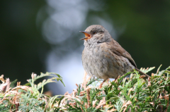 Dunnock