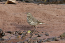 Rock Pipit