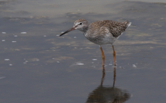 Redshank